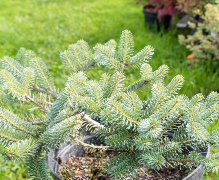 Abies koreana `Blue Magic` korea nulg (2)