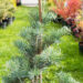 Abies concolor `Compacta` hall nulg