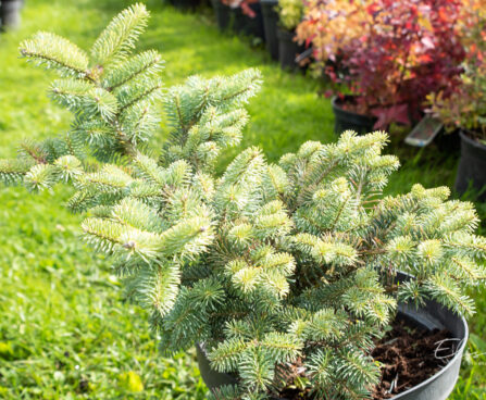 Abies koreana `Inga` korea nulg (1)