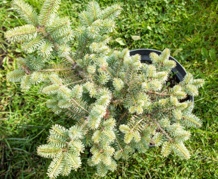 Abies koreana `Inga` korea nulg (2)