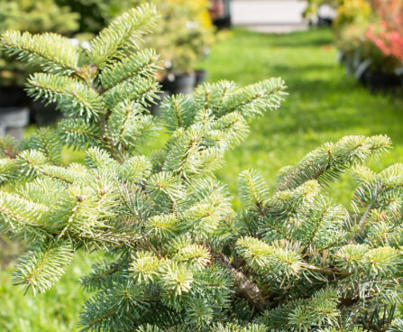 Abies koreana `Inga` korea nulg (3)