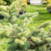 Abies koreana `Inga` korea nulg (3)