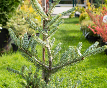 Abies koreana `Silberlocke` korea nulg (1)