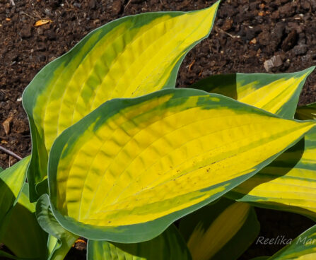 718_7722_Hosta_Orange_Marmalade.JPG