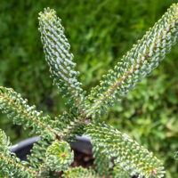 Abies koreana `Silberlocke` korea nulg (2)