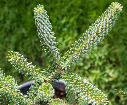 Abies koreana `Silberlocke` korea nulg (2)