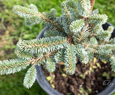 Abies fraseri `Blue Bonnet` Fraseri nulg (1)