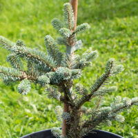 Abies fraseri `Blue Bonnet` Fraseri nulg (2)