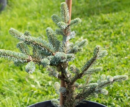 Abies fraseri `Blue Bonnet` Fraseri nulg (2)