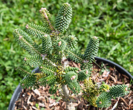 Abies koreana `Alpine Star` korea nulg (1)