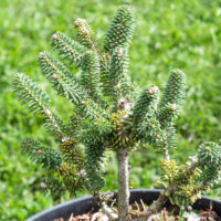 Abies koreana `Alpine Star` korea nulg (2)