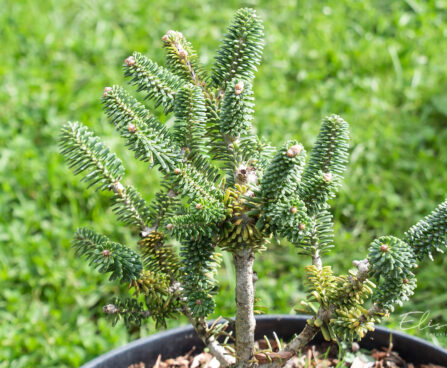 Abies koreana `Alpine Star` korea nulg (2)