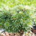 Abies koreana `Blauer Eskimo` korea nulg (1)