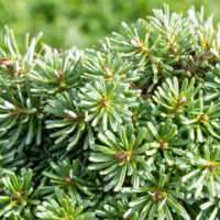 Abies koreana `Blauer Eskimo` korea nulg (2)