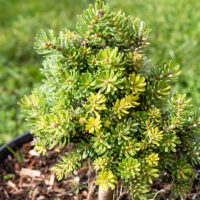 Abies koreana `Silberperle` korea nulg