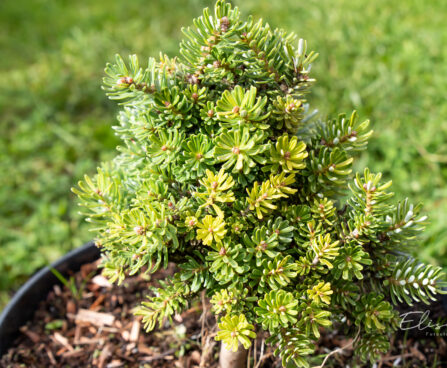 Abies koreana `Silberperle` korea nulg