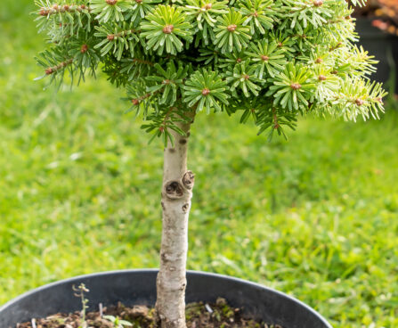 Abies koreana `Kristallkugel` korea nulg (1)