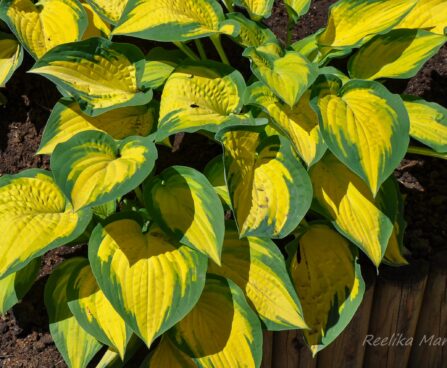 718_7724_Hosta_Orange_Marmalade_3.JPG