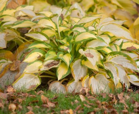 718_7904_Hosta_Orange_Marmalade.JPG