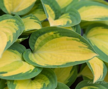 718_8236_Hosta_Orange_Marmalade.JPG