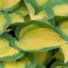 718_8236_Hosta_Orange_Marmalade.JPG