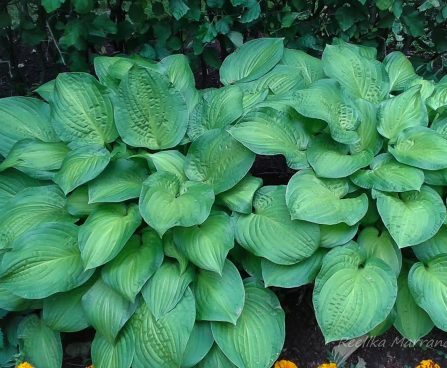 719_4339_Hosta_Paradigm.jpg