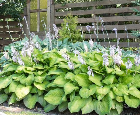 719_6783_Hosta_Paradigm.JPG