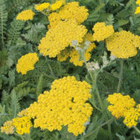 Achillea Moonshine-2-D raudrohi