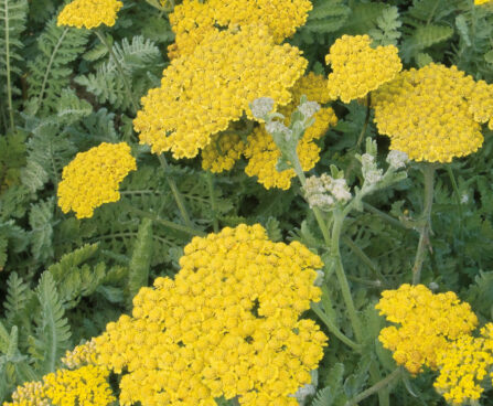 Achillea Moonshine-2-D raudrohi