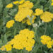 Achillea Moonshine-2-D raudrohi