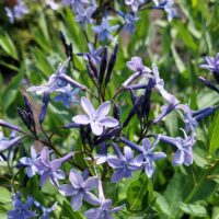 Amsonia Blue Ice -D-sinitäht 10