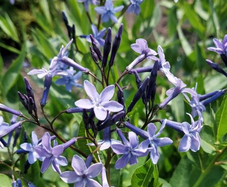 Amsonia Blue Ice -D-sinitäht 10