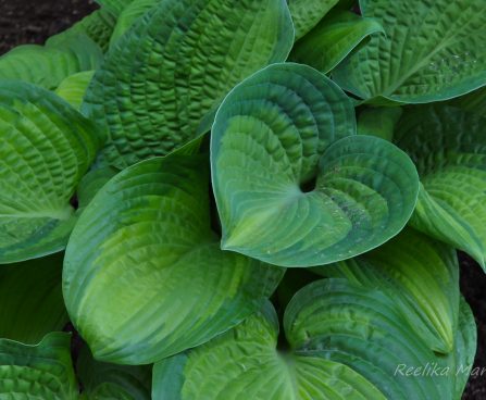 719_7686_Hosta_Paradigm.JPG