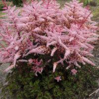 Astilbe Delft Lace-5-D astilbe