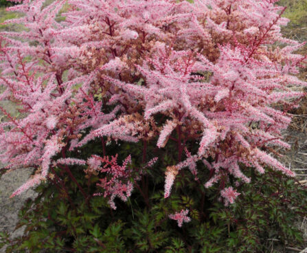 Astilbe Delft Lace-5-D astilbe
