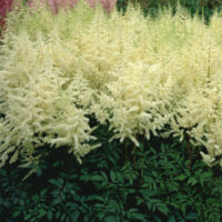 Astilbe Ellie-2-Darwinplants