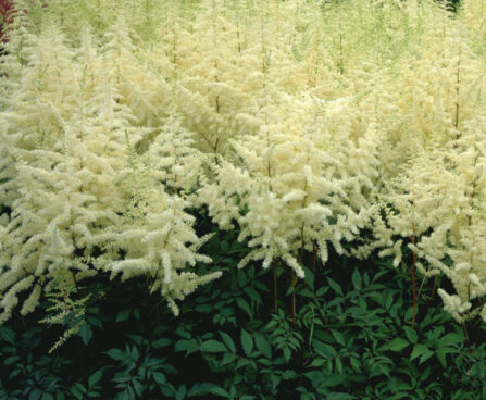 Astilbe Ellie-2-Darwinplants
