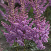 Astilbe Little Vision in Purple-2-D astilbe