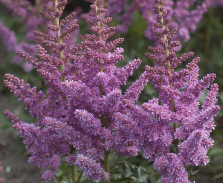 Astilbe Little Vision in Purple-2-D astilbe