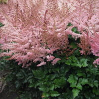 Astilbe Razzle Dazzle -1- D astilbe