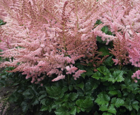 Astilbe Razzle Dazzle -1- D astilbe