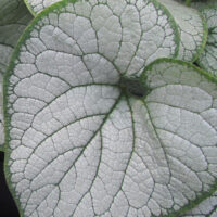 Brunnera Silver Heart-1-D suurelehine brunnera