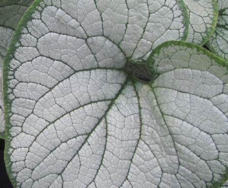 Brunnera Silver Heart-1-D suurelehine brunnera