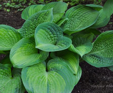 719_7687_Hosta_Paradigm_2.JPG