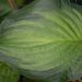 719_9313_Hosta_Paradigm_2.JPG