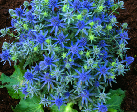 Eryngium Blue Hobbit-2-D