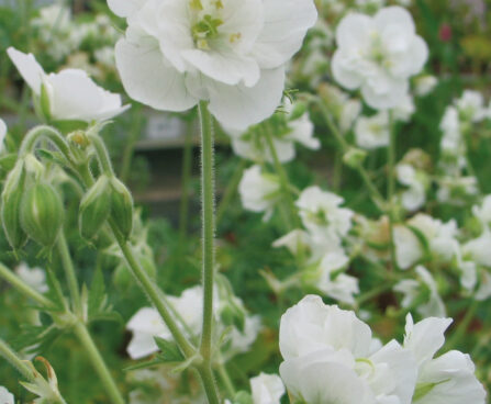 Geranium Laura-5-D