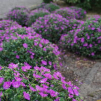 Geranium Max Frei 33
