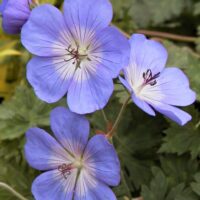 Geranium Rozanne-1-D