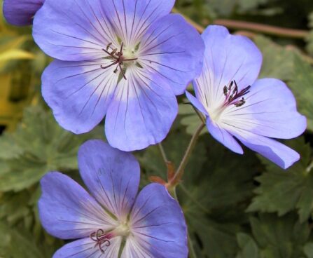 Geranium Rozanne-1-D